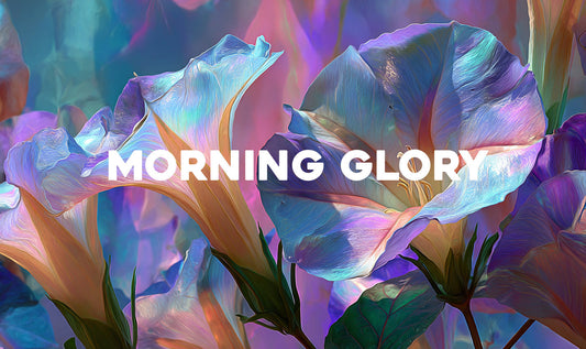 Morning Glory (Ipomoea tricolor) : la fleur magique aux graines psychédéliques