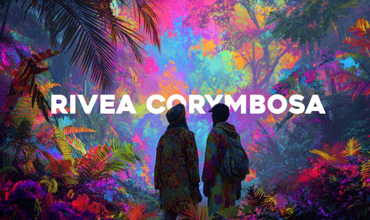 Rivea corymbosa : les graines sacrées des chamans